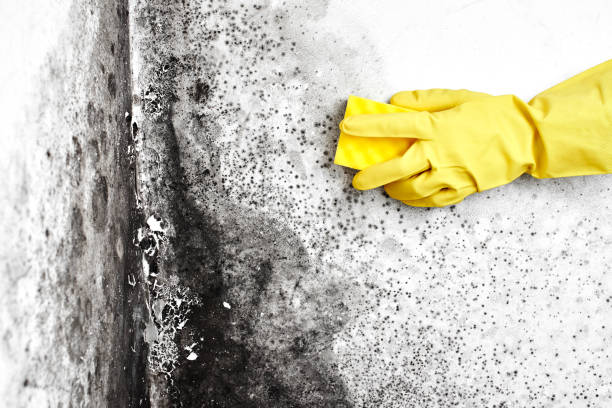 Best Localized Mold Remediation (e.g., coastal areas, humid climates) in Hercules, CA