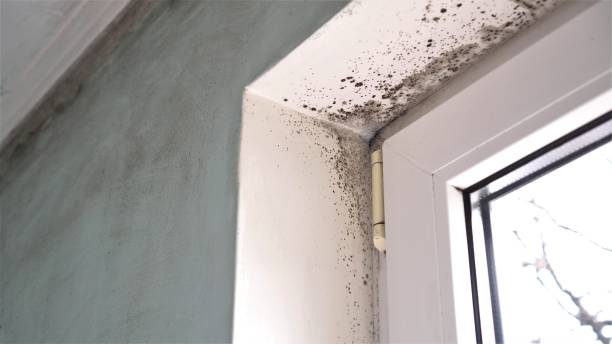 Best DIY Mold Remediation Support Services in Hercules, CA