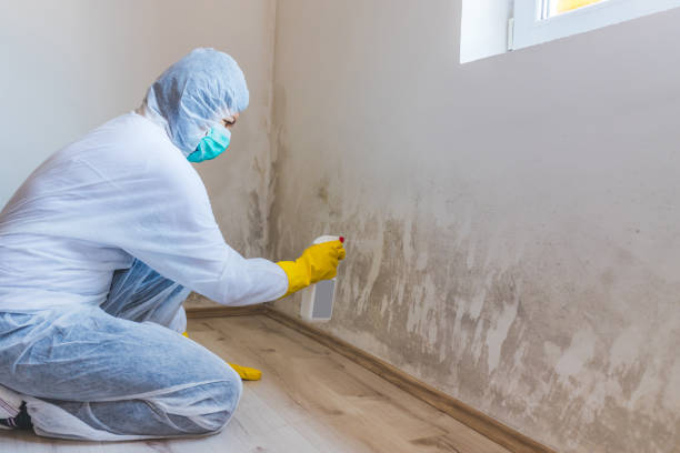 Best Industrial Mold Remediation in Hercules, CA