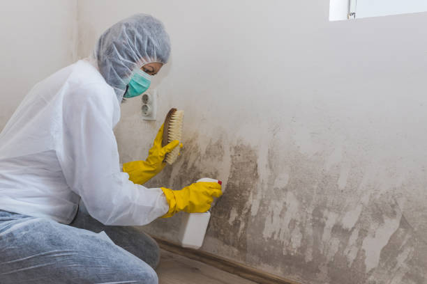 Best Residential Mold Remediation in Hercules, CA