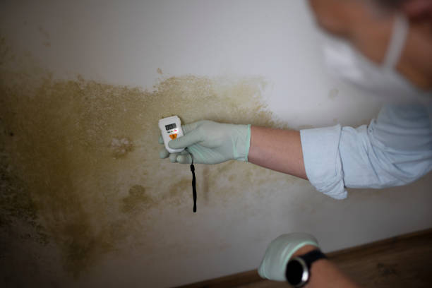 Best Attic Mold Remediation in Hercules, CA