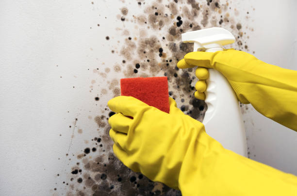 Best Preventive Mold Services in Hercules, CA