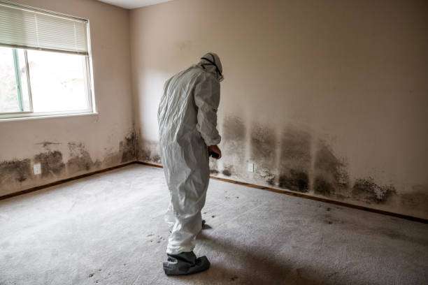Best Black Mold Remediation in Hercules, CA
