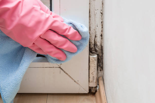 Best White Mold Remediation in Hercules, CA