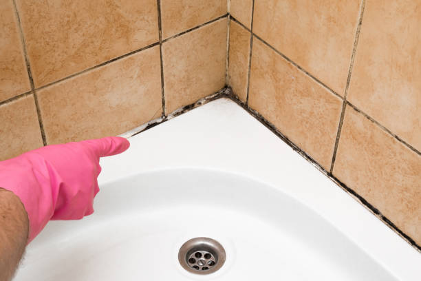 Best Mold Testing and Inspection Services in Hercules, CA