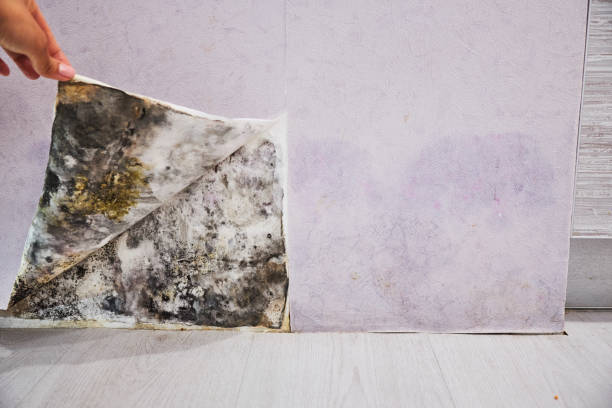 Best Post-Flood Mold Remediation in Hercules, CA